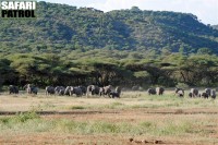 Elefanthjord. (Lake Manyara National Park, Tanzania)
