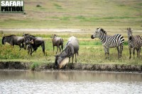 Gnuer och zebror. (Ngorongorokratern, Tanzania)