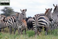 Zebror och gnu. (Södra Serengeti National Park, Tanzania)