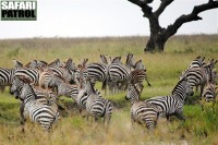 Skrämda zebror vid vattenhål. (Serengeti National Park, Tanzania)