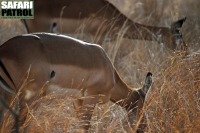 Impalaantiloper. (Tarangire National Park, Tanzania)