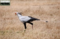 Sekreterarfågel. (Ngorongorokratern, Tanzania)