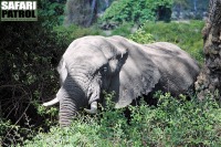 Elefant i Leraiskogen. (Ngorongorokratern, Tanzania)
