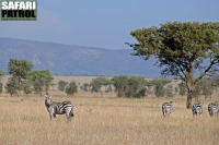 Zebror. (Serengeti National Park, Tanzania)