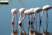Flamingor i Lake Magadi/Lake Moru. (Serengeti National Park, Tanzania)