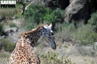 Giraff i Moru Kopjes. (Serengeti National Park, Tanzania)