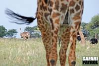 Strutsar och giraff. (Tarangire National Park, Tanzania)