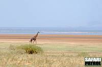 Giraff. I bakgrunden flamingor i sjön. (Lake Manyara National Park, Tanzania)