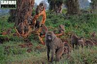 Babianer i Leraiskogen. (Ngorongorokratern, Tanzania)