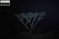 Maraboustork i akaciatopp i nattmörkret. (Serengeti National Park, Tanzania)