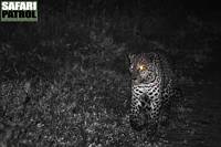 Leopard i nattmörkret i Moru Kopjes. (Serengeti National Park, Tanzania)