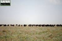 Gnuer på vandring över Kusinislätten. (Serengeti National Park, Tanzania)