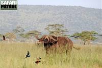 Afrikansk buffel i Moru Kopjes. (Serengeti National Park, Tanzania)