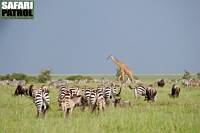 Zebror, gnuer och giraff. (Serengeti National Park, Tanzania)