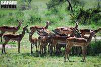 Impalaantiloper. (Serengeti National Park, Tanzania)