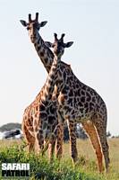 Giraffer i Moru Kopjes. (Serengeti National Park, Tanzania)