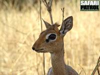 Dikdik, den minsta antiloparten i Östafrika. (Tarangire National Park, Tanzania)