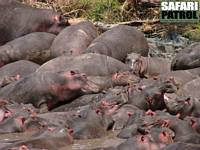 Flodhästar. (Retima Hippo Pool i centrala Serengeti National Park, Tanzania)