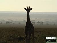 Giraffkalv. (Västra Seronera i centrala Serengeti National Park, Tanzania)