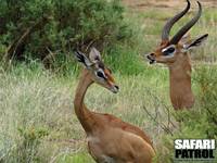 Giraffgaseller (som också kallas gerenuker). (Samburu National Reserve, Kenya)