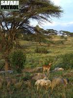 Impalaantilop. (Tarangire National Park, Tanzania)