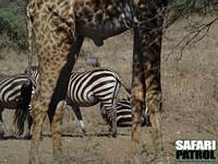 Giraff, zebror och vårtsvin. (Serengeti National Park, Tanzania)