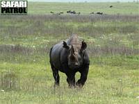 Spetsnoshörning (kallas också svart noshörning). (Ngorongorokratern, Tanzania)