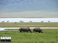 Spetsnoshörningar (kallas också svarta noshörningar). I bakgrunden zebror, en gnu och två Thomsons gaseller. (Ngorongorokratern, Tanzania)