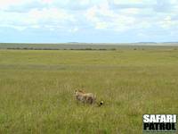 Gepard i savanngräset. (Masai Mara National Reserve, Kenya)