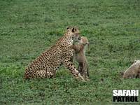 Geparder. (Ngorongoro Conservation Area, Tanzania)