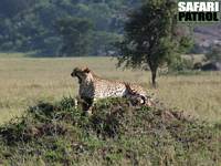 Gepard. (Moru Kopjes i södra Serengeti National Park, Tanzania)