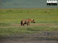 Fläckig hyena. (Ngorongorokratern, Tanzania)