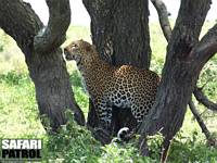 Leopard. (Södra Serengeti National Park, Tanzania)