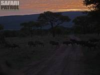 Gnuer. (Niaroboro Hills i Serengeti National Park, Tanzania)