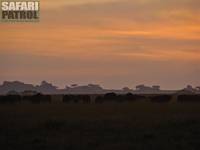 Afrikanska bufflar i soluppgången. (Maasai Kopjes i Serengeti National Park, Tanzania)
