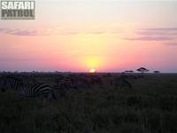 Zebror i soluppgången. (Tarangire National Park, Tanzania)
