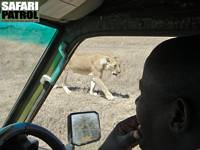 Lejon utanför jeepen. (Serengeti National Park, Tanzania)