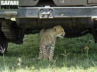 Gepardunge under jeepen. (Masai Mara National Reserve, Kenya)
