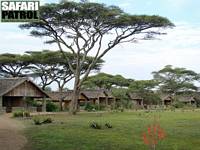 Ndutu Safari Lodge. (Västra Ngorongoro Conservation Area, Tanzania)