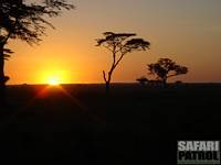 Soluppgång. (Serengeti National Park, Tanzania)