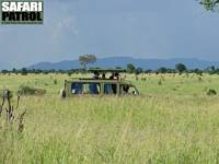 Safarijeep i savanngräset. (Serengeti National Park, Tanzania)
