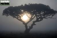 Dimmig morgon. (Södra Serengeti National Park, Tanzania)