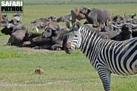 Zebra och afrikanska bufflar. (Ngorongorokratern, Tanzania)