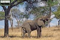 Elefanttjur. (Tarangire National Park, Tanzania)
