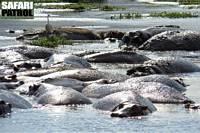 Flodhästar i Hippo Pool. (Ngorongorokratern, Tanzania)
