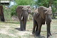 Elefanter. (Tarangire National Park, Tanzania)