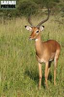 Impalaantilop. (Serengeti National Park, Tanzania)