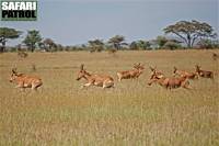 Koantiloper på språng. (Centrala Serengeti National Park, Tanzania)