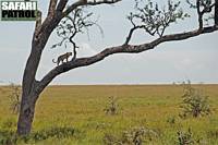 Leopard. (Centrala Serengeti National Park, Tanzania)