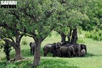 Elefanthjord söker skugga. (Tarangire National Park, Tanzania)